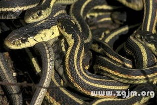 孕妇梦见彩色蛇的生肖星座与风水学解析：传统方式文化底蕴视角下的心理状态与预兆探究