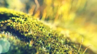 1.1 风水植物的象征意义与实际功效