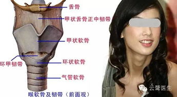 一、 喉结的生理基础与象征意义