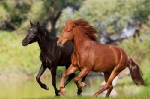 1990年属马的人2026年财运如何，是否会有三喜临门？