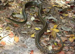 梦见蛇在追我是什么不祥的预兆？预示着什么危险或挑战？