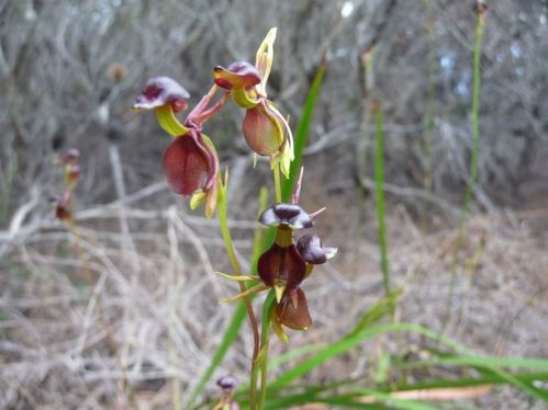 一、 兰子献技的历史渊源与文化积淀