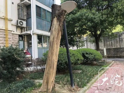 合肥市广利花园南区树木较大规模枯死事件：生态损害与治理责任的较深度解析