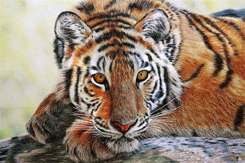 绵里藏针指的是哪种生肖动物？