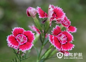 石竹花的花语和寓意分别是什么？