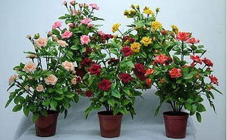 2.2 龙船花（Strelitzia reginae）——吉祥如意之寓意