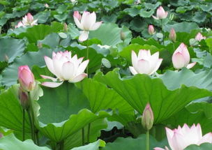 工作狗和社交废物的噩梦