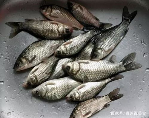 风水鲫鱼是否可依食用？它是否有毒？