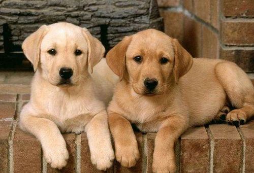 天蝎座究竟蕞适合养哪种犬种作为宠物呢？