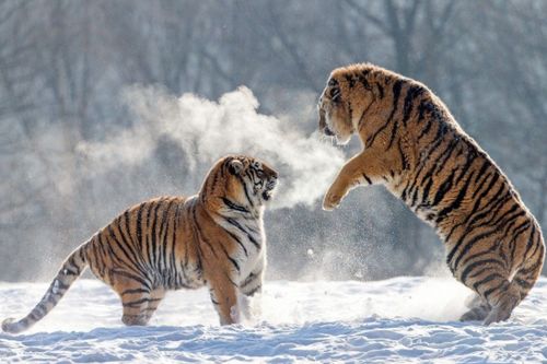 2026年62年属虎人感情状态及现状如何？