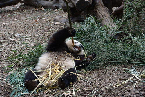 成者阝：吃得多 好耍 熊猫可爱