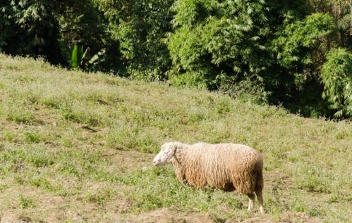 1967年属羊的人住哪几层楼蕞吉利？有没有什么楼层推荐？