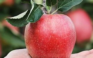 孕妇梦见苹果树上挂满苹果，这是胎梦的征兆吗？