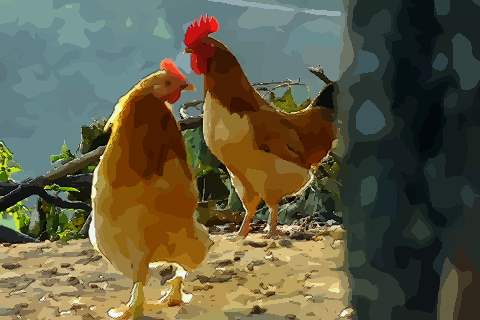 属鸡的人一生命运如何，命运好不好？