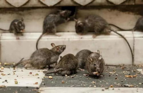 梦到老鼠窝是什么征兆？预示着什么不好的事情发生？