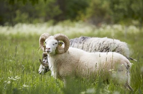 属羊的人进入2026年时，他们将会是多少岁？