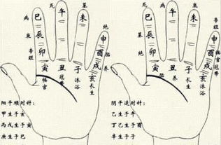 八字中配偶星是什么，能预测未来伴侣的特征吗？