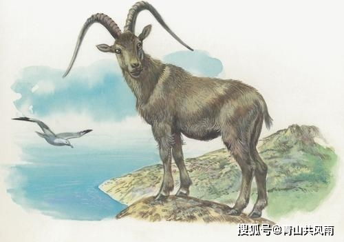 属羊人在2026年的财运和整体运势会有哪些变化？