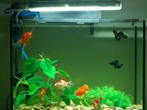 梦见巨大的玻璃鱼缸预示着什么？有什么特殊含义吗？