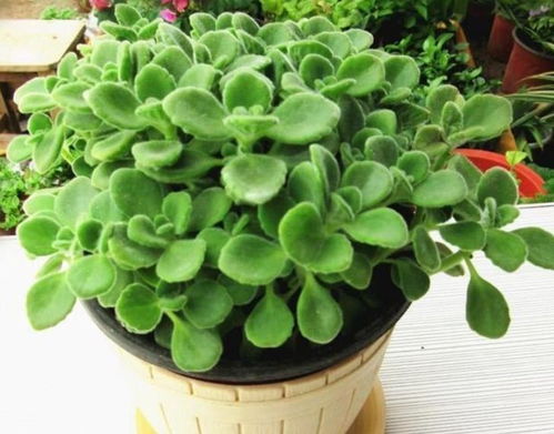 宁土润生土元素润养，怎样让植物生机勃勃？