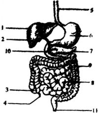 1. 胃容积扩张与消化酶分泌失衡