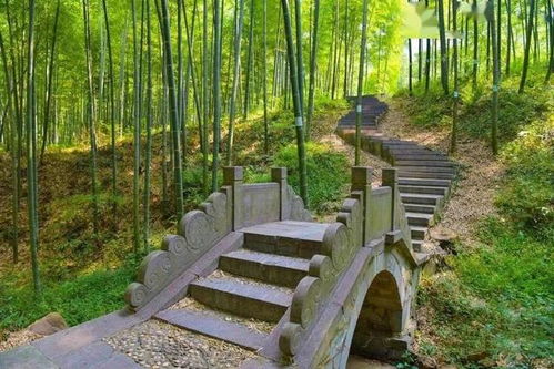 苗圃路森林公园：被蚊子支配的恐惧