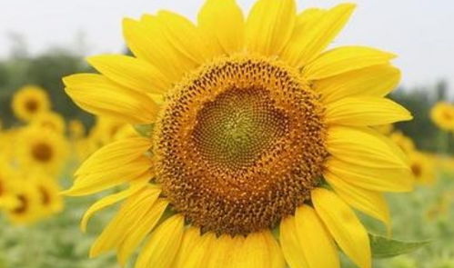 梦见自己大富大贵有什么好预兆？