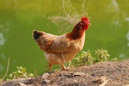 属鸡九月份出生的人是什么命？69年出生的属鸡人能活多久？