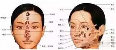 三、 人体额头与脏器之间的联系