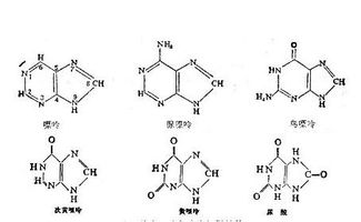 嘌呤和嘧啶是如何配对的？这其中的科学原理是什么？