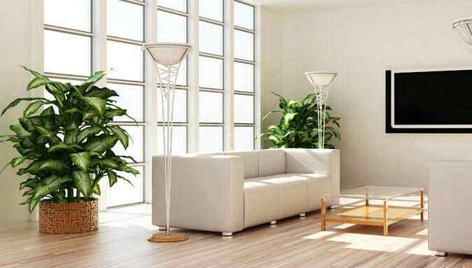 6. 开花类——鸿运当头（Ananas comosus var. bracteatus）与君子兰