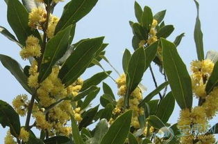 做梦梦见枣树？你完了！