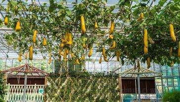 农科奇观：树精开大会