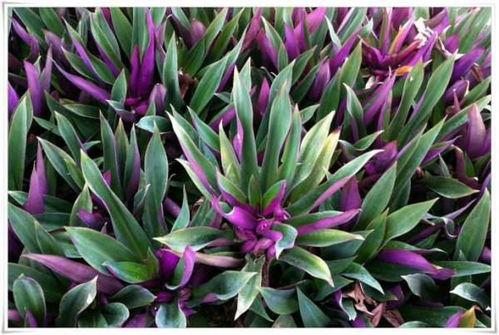 紫背万年青风水禁忌有哪些，老桩紫万年青图片展示是怎样的？