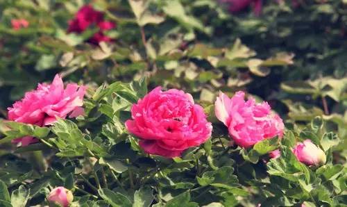 一、 芍药之名源考释及其文化渊源