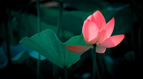 事业爱情双丰收？想得美！