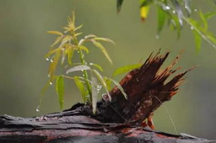 一、 梦见枯木泡在水里是啥意思？天啊太可怕了！