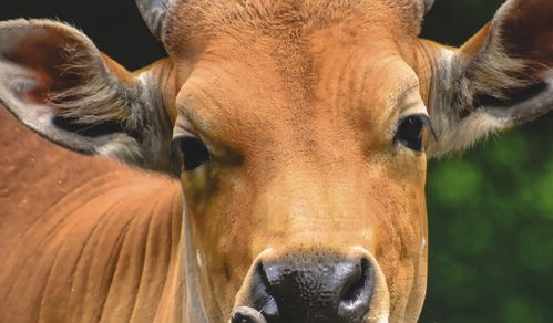 2026年属牛的人会有大喜临门吗，特别是97年出生的属牛男性？