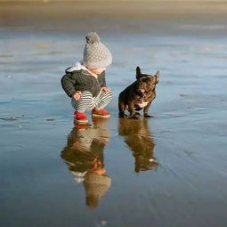 入土为安指的是哪个生肖？打一动物是什么生肖的谐音？