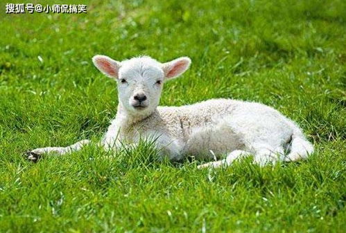 2015年和1979年属羊的人2026年的健康运势分别如何？