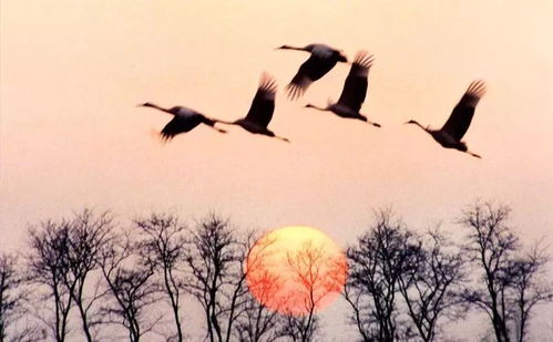 二候玄鸟归：寻根溯源的情感寄托