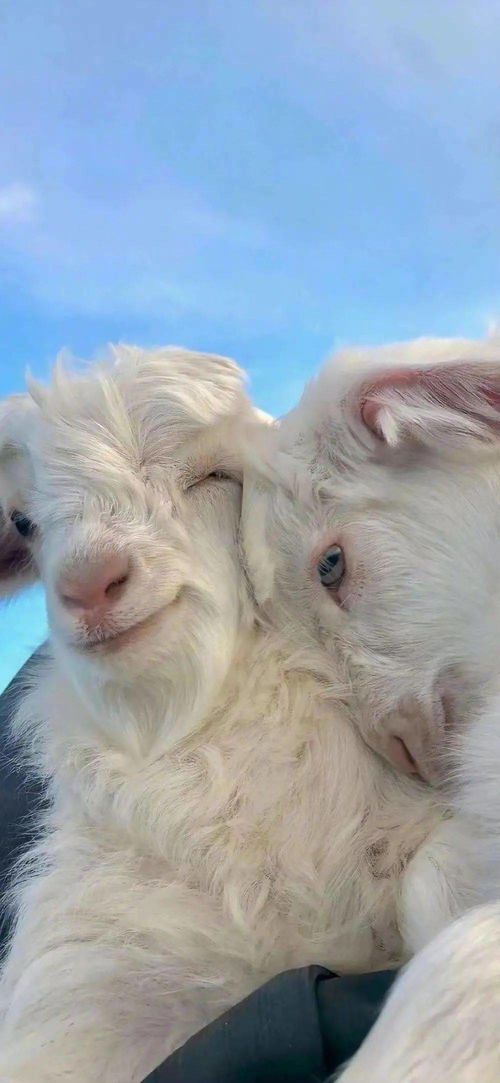 三、 图像符号学的风水意涵：吉祥图案的选择策略