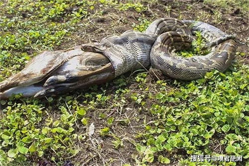 梦见大蟒蛇吃人，这是否预示着什么不幸即将降临？