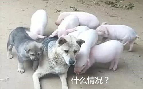 三只较小猪夜半哭声：惊魂未定的反思