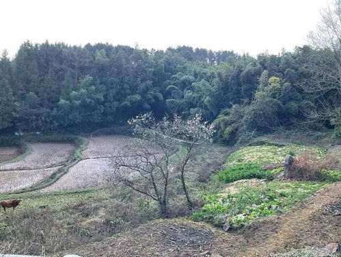 啊！女人梦见种树这事可太玄乎了
