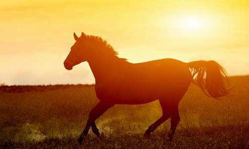 2026年属马人的运势和运程具体是怎样的？