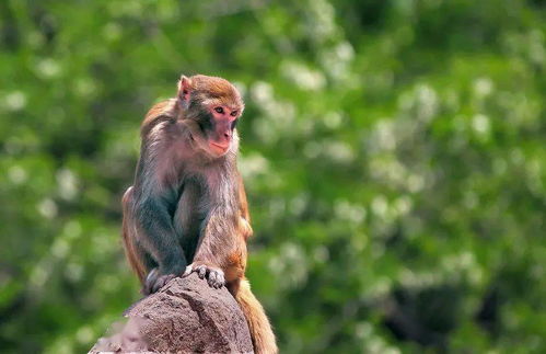 属猴人2026年化解灾难的方法具体是什么？