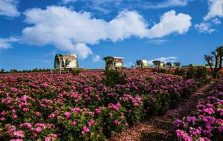 生存指南—如何把这场灾难玩儿成“自虐旅游”模式？   （非官方攻略， 仅供娱乐）
