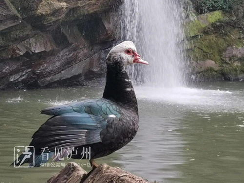 三、  案例分析：古蔺黄荆老林“野鸭”现身的文化解读