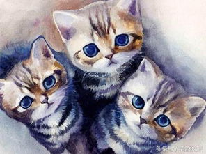 哪个生肖年份对应猫？猫打一生肖究竟有何含义？